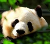 pic for panda 